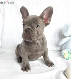 whatsapp me +96555207281  Vaccinated French bulldog puppies for sale