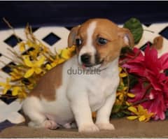 Whatsapp me (+407 2516 6661) Jack Russell Terrier