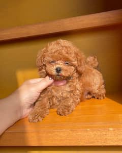 Toy poodle puppies whatApp on+971568830304