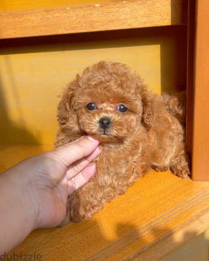 Toy poodle puppies whatApp on+971568830304 1