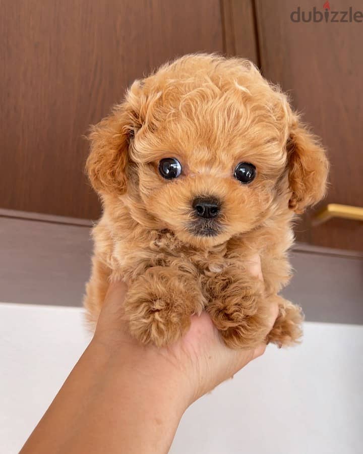 Toy poodle puppies whatApp on+971568830304 2