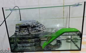 Acquarium with Filter motor and Inside accessories - With 5 turtles/