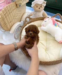 Tcup Poodle female for sale. WHATSAPP. +1 (484) 718‑9164‬