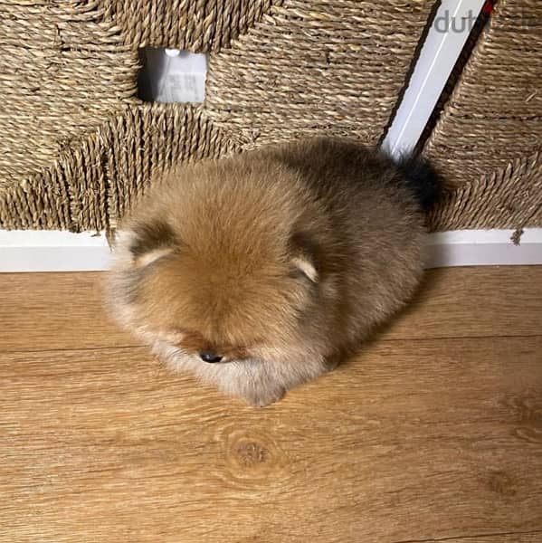 Cream male Pomer,anian for sale 2
