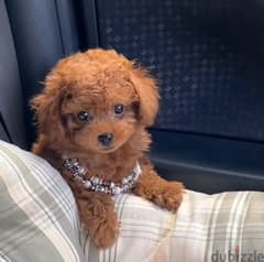 Female Poodle for sale . WHATSAPP. +1 (484) 718‑9164‬