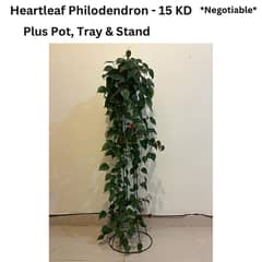Heartleaf Philadendron with Stand + Pot + Tray