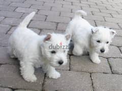 whatsapp me +96555207281 Healthy West Highland White Terrier puppies