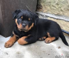 Whatsapp me +96555207281 Healthy Rottweiler puppies for sale