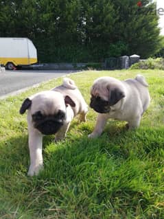 whatsapp us +96555207281 Two Pug puppies for sale