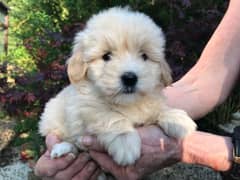 whatsapp me +96555207281 White poodle puppies for sale