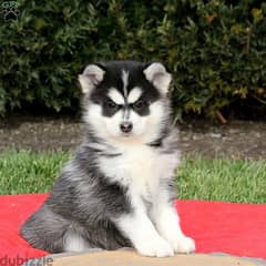 whatsapp me +96555207281 Vaccinated Pomsky puppies for sale