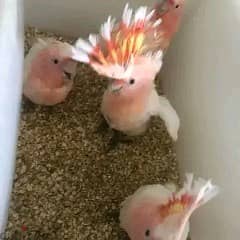Mullucan cockatoo parrots WhatsApp +971568830304