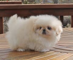 whatsapp me +96555207281 Two Pekingese puppies for sale