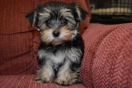 whatsapp me +96555207281 Healthy Morkie puppies for sale