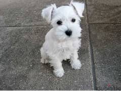 Whatsapp me +96555207281 Healthy Miniature Schnauzer puppies for sale