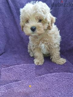 Whatsapp me +96555207281  Beautiful Maltipoo puppies for sale