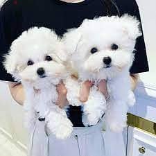 whatsapp me +96555207281 Two Maltese puppies for sale