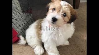 whatsapp me +96555207281 Pure Havanese puppies for sale