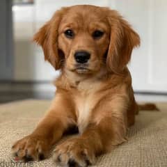 whatsapp me +96555207281 Gorgeous Golden Cavalier puppies for sale