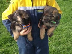 Whatsapp me +96555207281 friendly German Shepherd puppies for sale