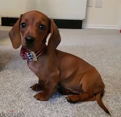 whatsapp me +96555207281 Adorable Dachshund puppies for sale