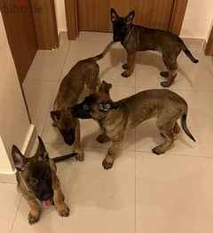 11 week old Belgian Malinois Puppies for Sale