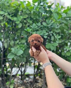 Tcup Poo,dle female for sale . . l WhatsApp : ‪+357,94,462434‬