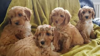 whatsapp me +96555207281 Four  Cockapoo puppies for sale
