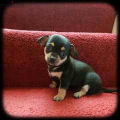 Whatsapp me +96555207281 Two Chihuahua puppies for sale