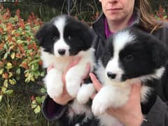 Whatsapp me +96555207281 Two Border collie puppies for sale