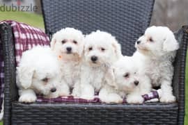 Whatsapp me +96555207281 Affectionate Bichon Frise puppies for sale