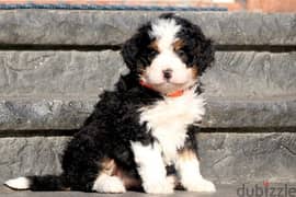 whatsapp me +96555207281 Two Bernedoodle puppies for sale now