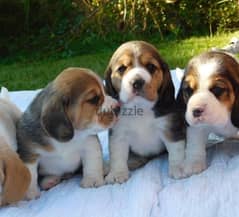 whatsapp me +96555207281 Vaccinated Beagle puppies for sale