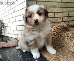 Whatsapp me +96555207281 Pure Australian Shepherd puppies for sale