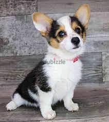 whatsapp me +96555207281 Sweetest American Corgi puppies for sale