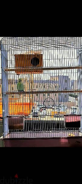 parrots with cage 1