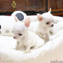 Chihuahua puppies // whatsapp +971552543579