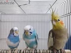 Birds for sale