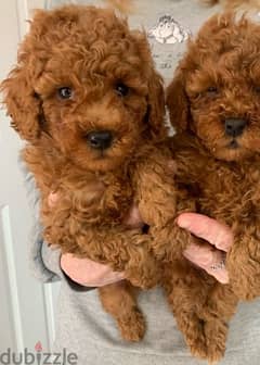 whatsapp me +96555207281 Good Toy poodle puppies for sale