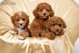Whatsapp me +96555207281 Affectionate Toy poodle puppies for sale