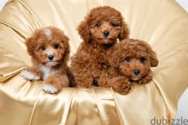 Whatsapp me +96555207281 Two Vaccinated Toy poodle puppies for sale