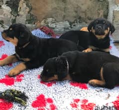Whatsapp me +96555207281 Vaccinated Rottweiler puppies for sale