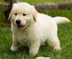 Whatsapp me +96555207281 Friendly Golden retriever puppies for sale