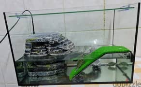 Acquarium with Filter motor and Inside accessories - With 4 turtles.