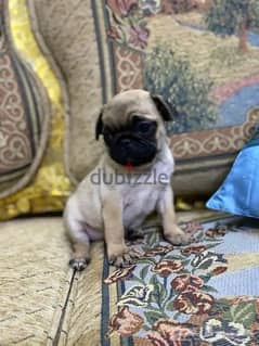 Pug male puppy for sale 0