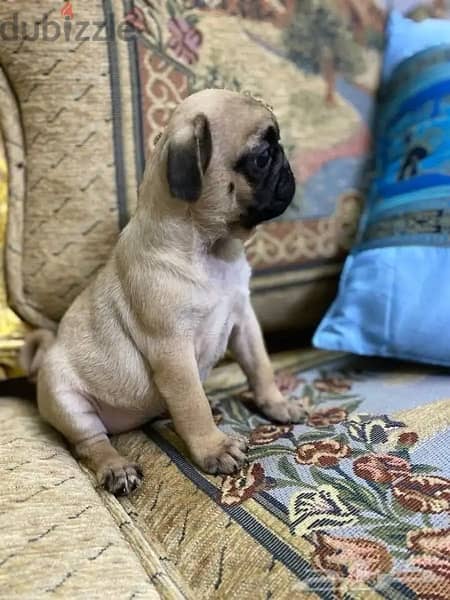 Pug male puppy for sale 1