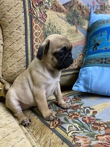 Pug male puppy for sale 2