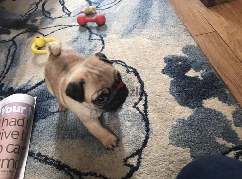 Male pug puppy for sale 1
