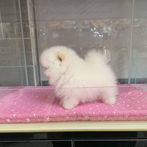 Tcup white Pomer,anian for sale 1