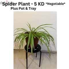 Spider Plant for SALE!